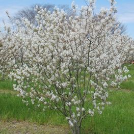 Ирга канадская (Amelanchier canadensis)