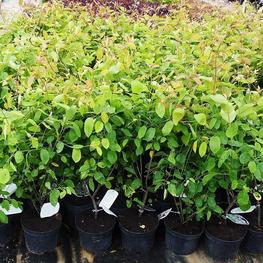 Ирга канадская (Amelanchier canadensis)