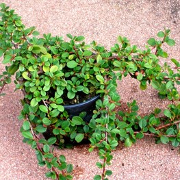 Кизильник прижатый Литтл Джем (Cotoneaster adpressus 'Little Gem')