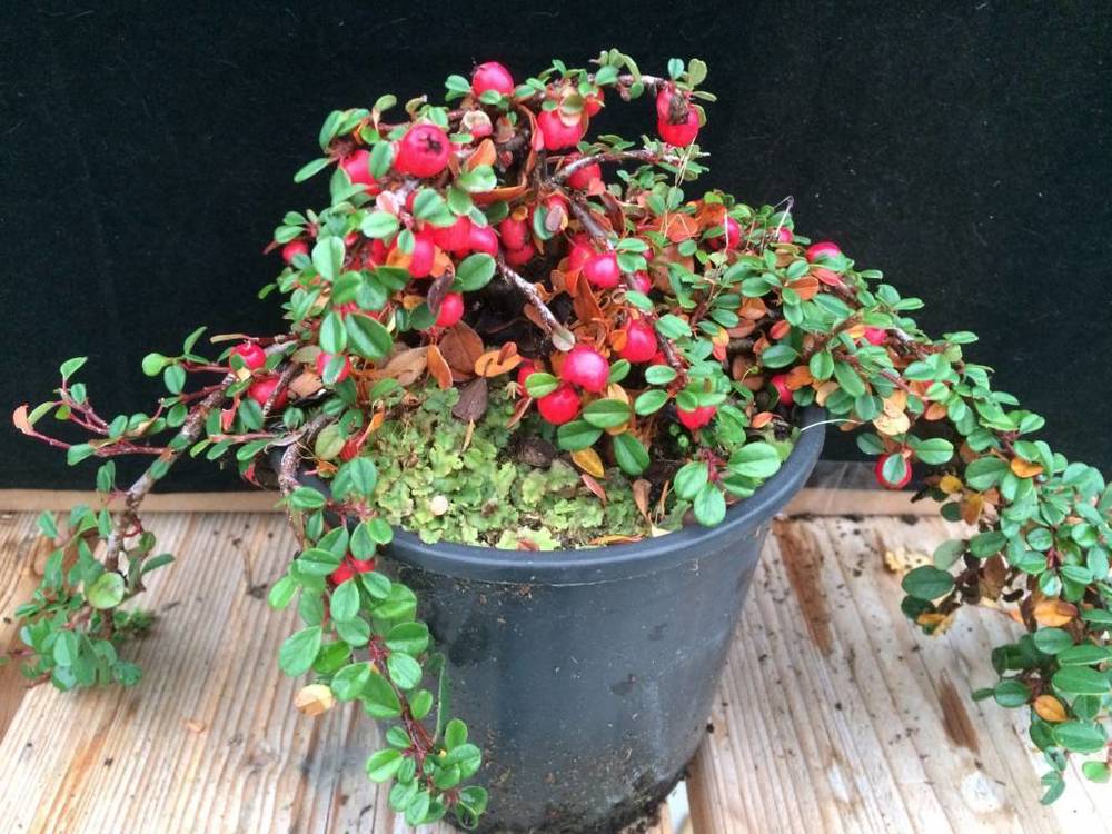 Кизильник лежачий Штрайбс Финдлинг (Cotoneaster procumbens 'Streibs Findling')
