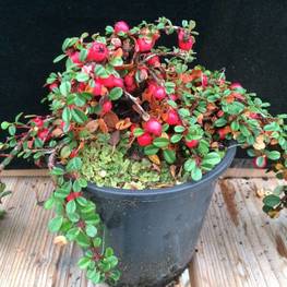 Кизильник лежачий Штрайбс Финдлинг (Cotoneaster procumbens 'Streibs Findling')