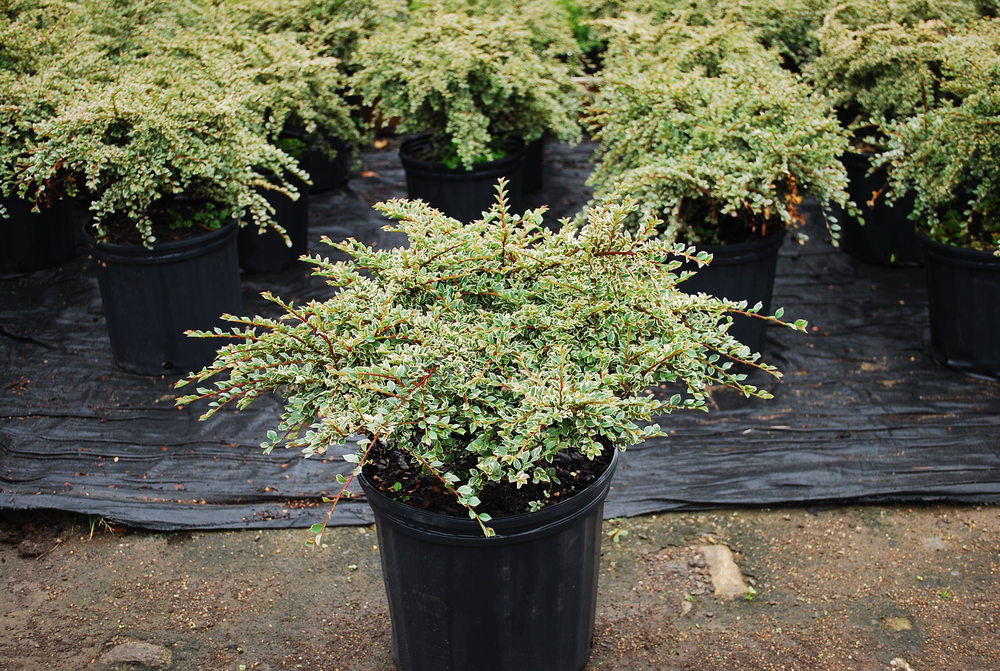 Кизильник горизонтальный Вариегатус (Cotoneaster horizontalis 'Variegatus')