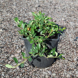 Кизильник Даммера Майор (Cotoneaster dammeri 'Major')