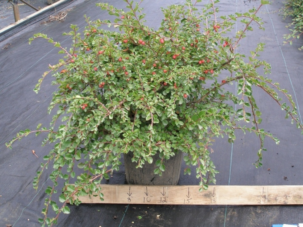 Кизильник Даммера Корал Бьюти (Cotoneaster dammeri 'Coral Beauty')