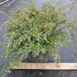 Кизильник Даммера Корал Бьюти (Cotoneaster dammeri 'Coral Beauty')