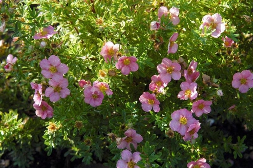 Лапчатка кустарниковая Пинк Куин (Potentilla fruticosa 'Pink Queen')