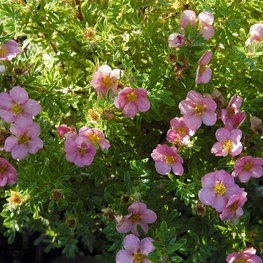 Лапчатка кустарниковая Пинк Куин (Potentilla fruticosa 'Pink Queen')