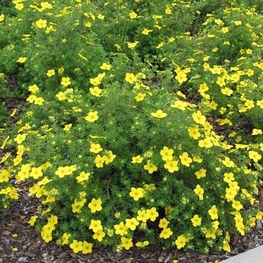 Лапчатка кустарниковая Соммерфлор (Potentilla fruticosa 'Sommerflor')