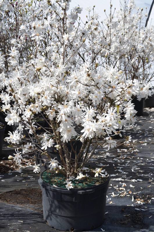 Магнолия звездчатая Роял Стар (Magnolia stellata 'Royal Star')
