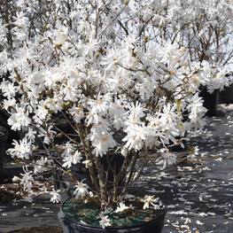 Магнолия звездчатая Роял Стар (Magnolia stellata 'Royal Star')