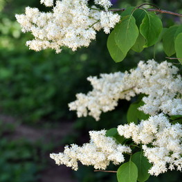 Сирень амурская (Syringa amurensis)