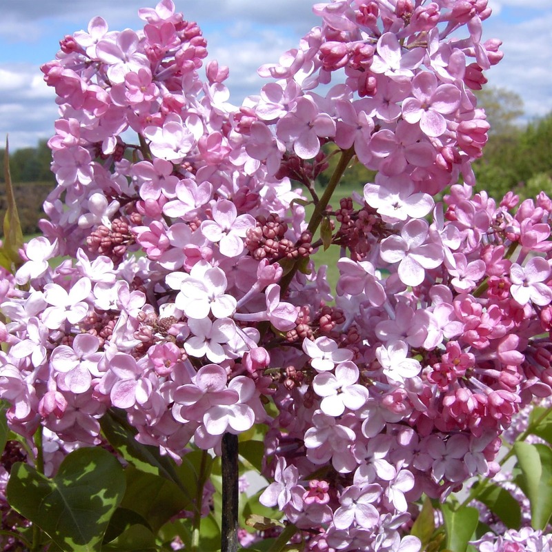 Сирень гиацинтовая Мейденс Блаш (Syringa × hyacinthiflora 'Maiden's Blush')