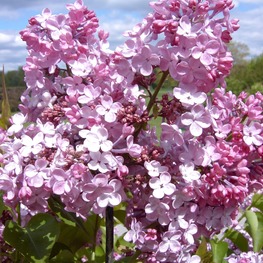 Сирень гиацинтовая Мейденс Блаш (Syringa × hyacinthiflora 'Maiden's Blush')