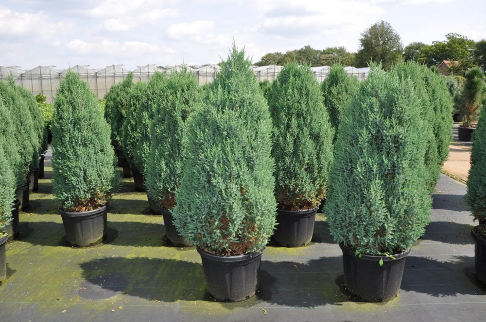 Можжевельник китайский Стрикта (Juniperus chinensis 'Stricta')