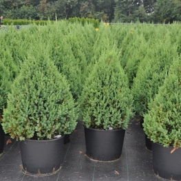 Можжевельник китайский Стрикта (Juniperus chinensis 'Stricta')