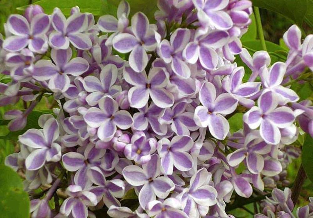 Сирень обыкновенная Лила Вондер (Syringa vulgaris 'Lila Wonder')