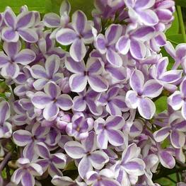 Сирень обыкновенная Лила Вондер (Syringa vulgaris 'Lila Wonder')