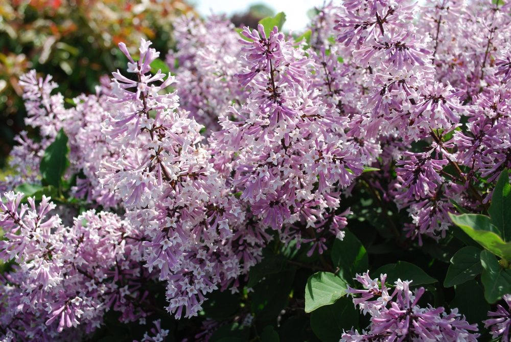 Сирень отклоненная Мисс Ким (Syringa patula 'Miss Kim')