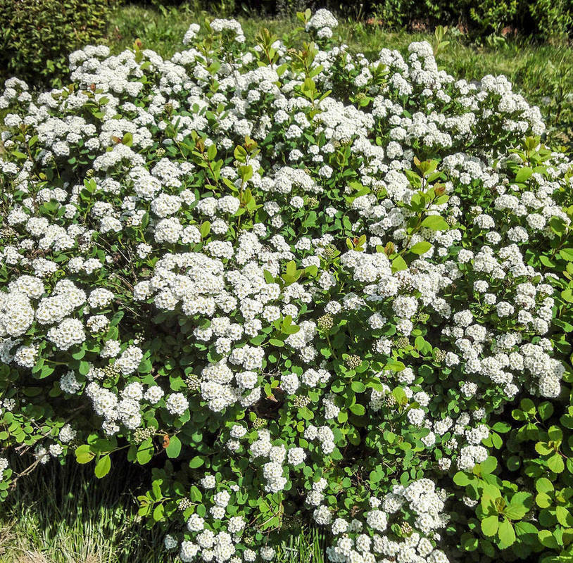 Спирея березолистная Исланд (Spiraea betulifolia 'Island')