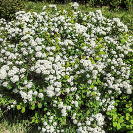 Спирея березолистная Исланд (Spiraea betulifolia 'Island')