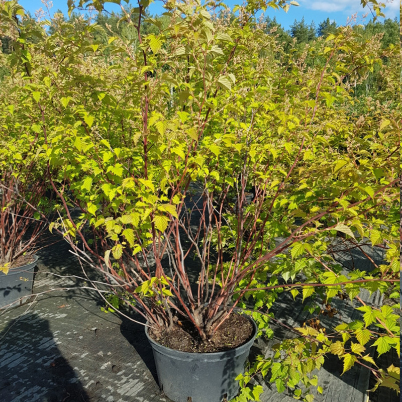 Стефанандра Танакэ (Stephanandra tanakae)