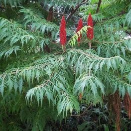 Сумах гладкий Лациниата (Rhus glabra 'Laciniata')