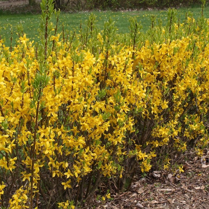 Форзиция промежуточная Спектабилис (Forsythia x intermedia 'Spectabilis')