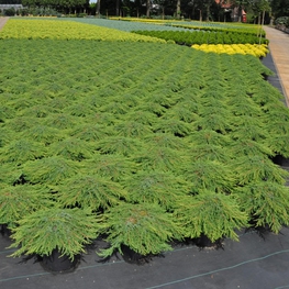 Можжевельник обыкновенный Грин Карпет (Juniperus communis 'Green Carpet')