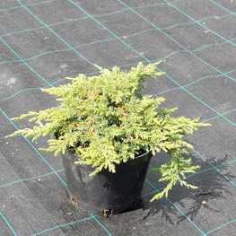 Можжевельник обыкновенный Грин Карпет (Juniperus communis 'Green Carpet')