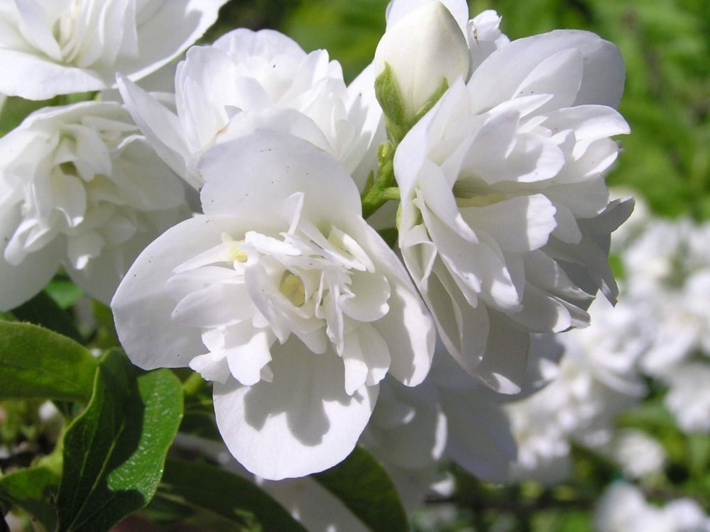 Чубушник венечный Жирандоль (Philadelphus coronarius 'Girandole')