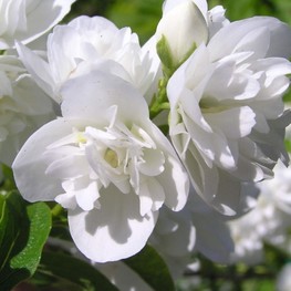 Чубушник венечный Жирандоль (Philadelphus coronarius 'Girandole')