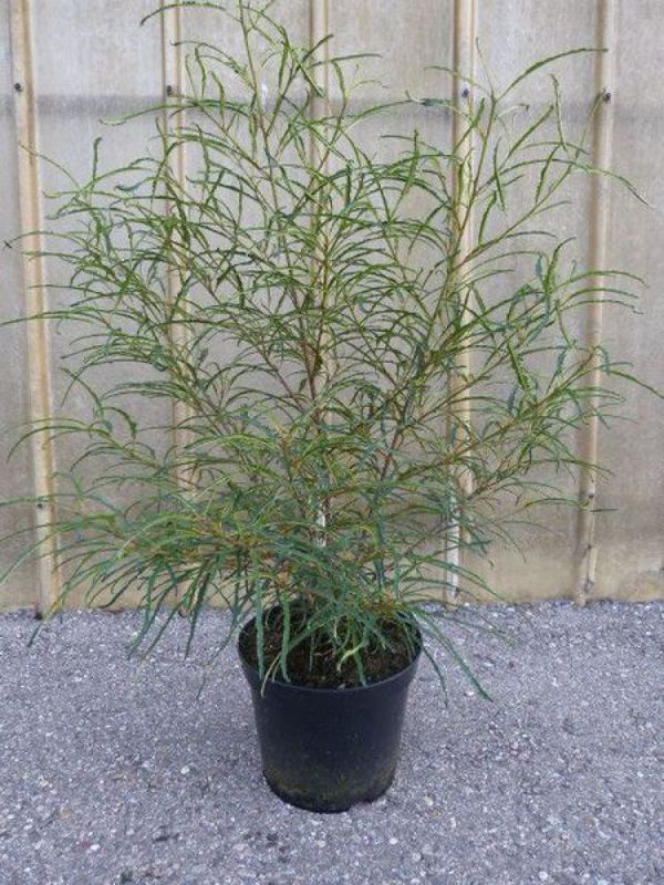 Крушина ломкая Асплениифолия (Frangula alnus 'Aspleniifolia')