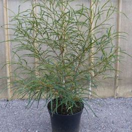 Крушина ломкая Асплениифолия (Frangula alnus 'Aspleniifolia')