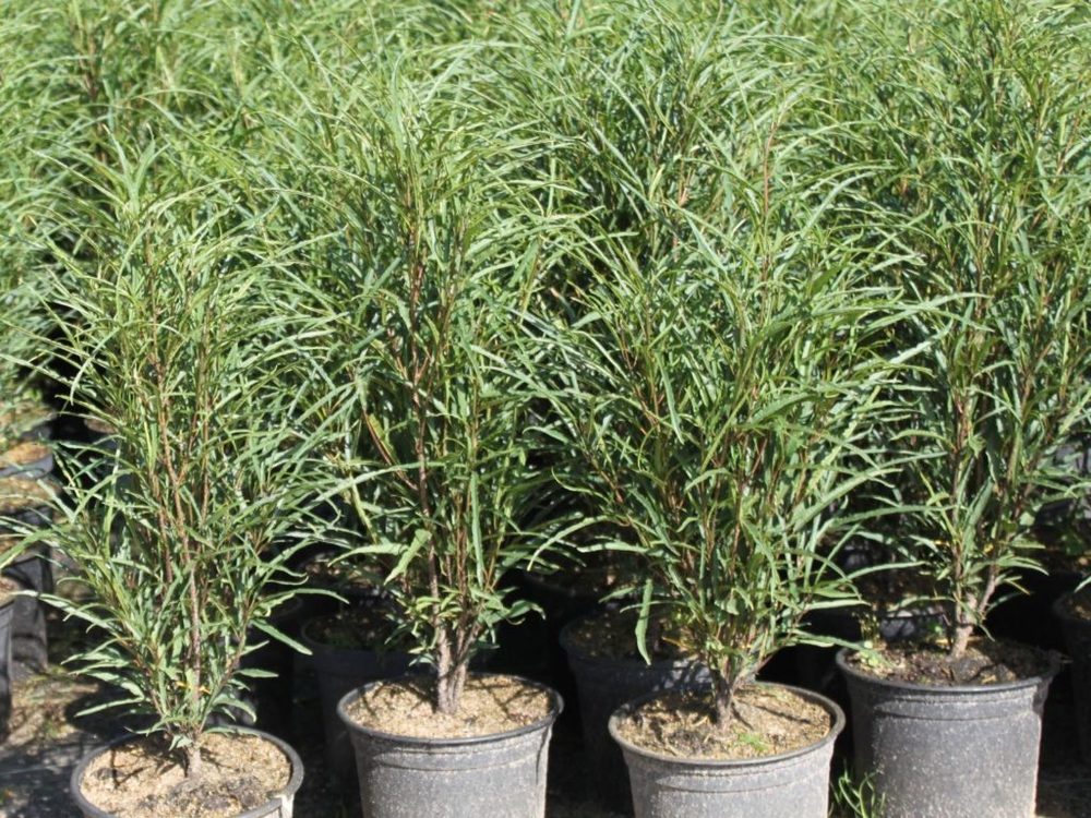 Крушина ломкая Файн Лайн (Frangula alnus 'Fine Line')