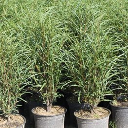 Крушина ломкая Файн Лайн (Frangula alnus 'Fine Line')