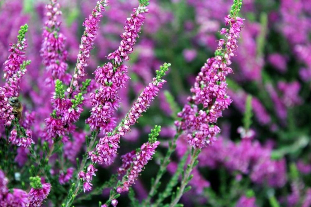 Верески (Calluna vulgaris)
