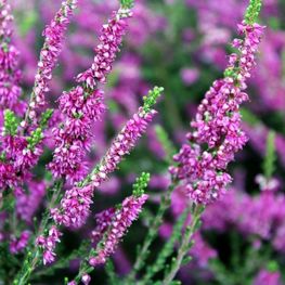 Верески (Calluna vulgaris)