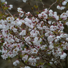 Вишня вырезанная Коджо-но-май (Prunus incisa 'Kojou-no-mai')