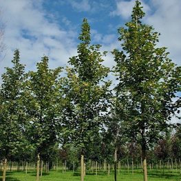 Клен остролистный Фарлейкс Грин (Acer platanoides 'Farlake\'s Green')