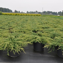 Можжевельник обыкновенный Репанда (Juniperus communis 'Repanda')