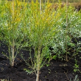 Ива Ледебура (Salix ledebouriana)
