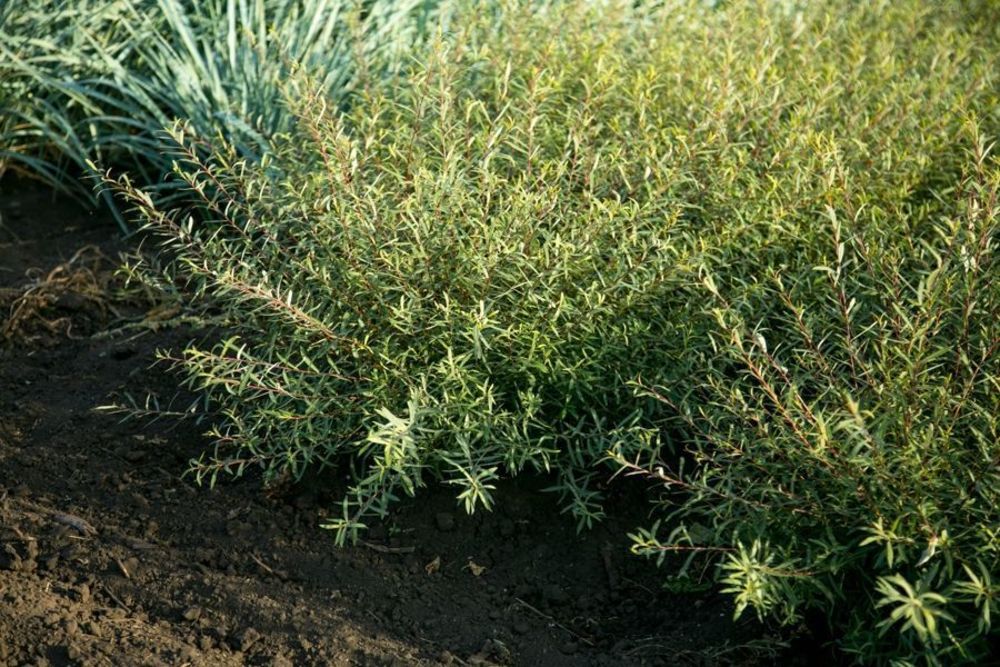 Ива пурпурная Узни (Salix purpurea 'Usni')