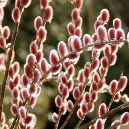 Ива тонкостолбиковая Маунт Асо (Salix gracilistyla 'Mount Aso')