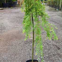 Ива цельнолистная Пендула (Salix integra 'Pendula')