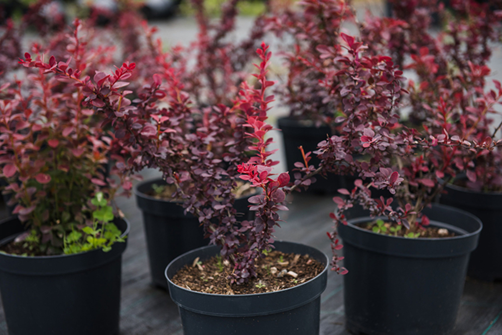 Барбарис Тунберга (Berberis thunbergii)