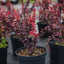 Барбарис Тунберга (Berberis thunbergii)