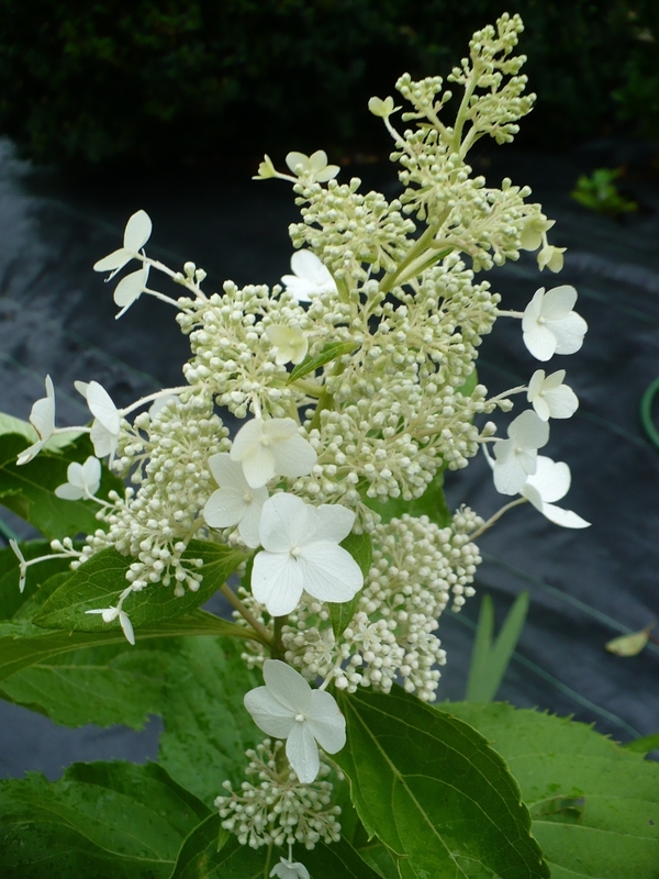 Гортензия метельчатая Папийон (Hydrangea paniculata 'Papillon')