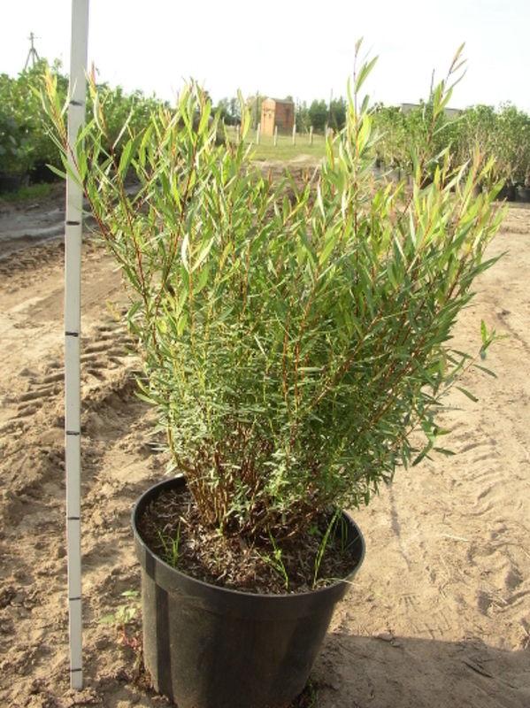 Ива гибридная извилистая Коралл (Salix 'Korall')