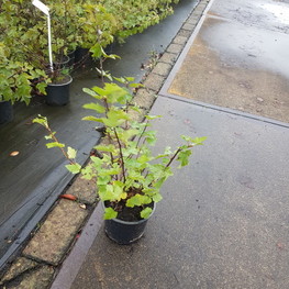 Пузыреплодник головчатый Тилден Парк (Physocarpus capitatus 'Tilden Park')