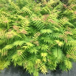 Рябинник рябинолистный Матча Болл (Sorbaria sorbifolia 'Matcha Ball')